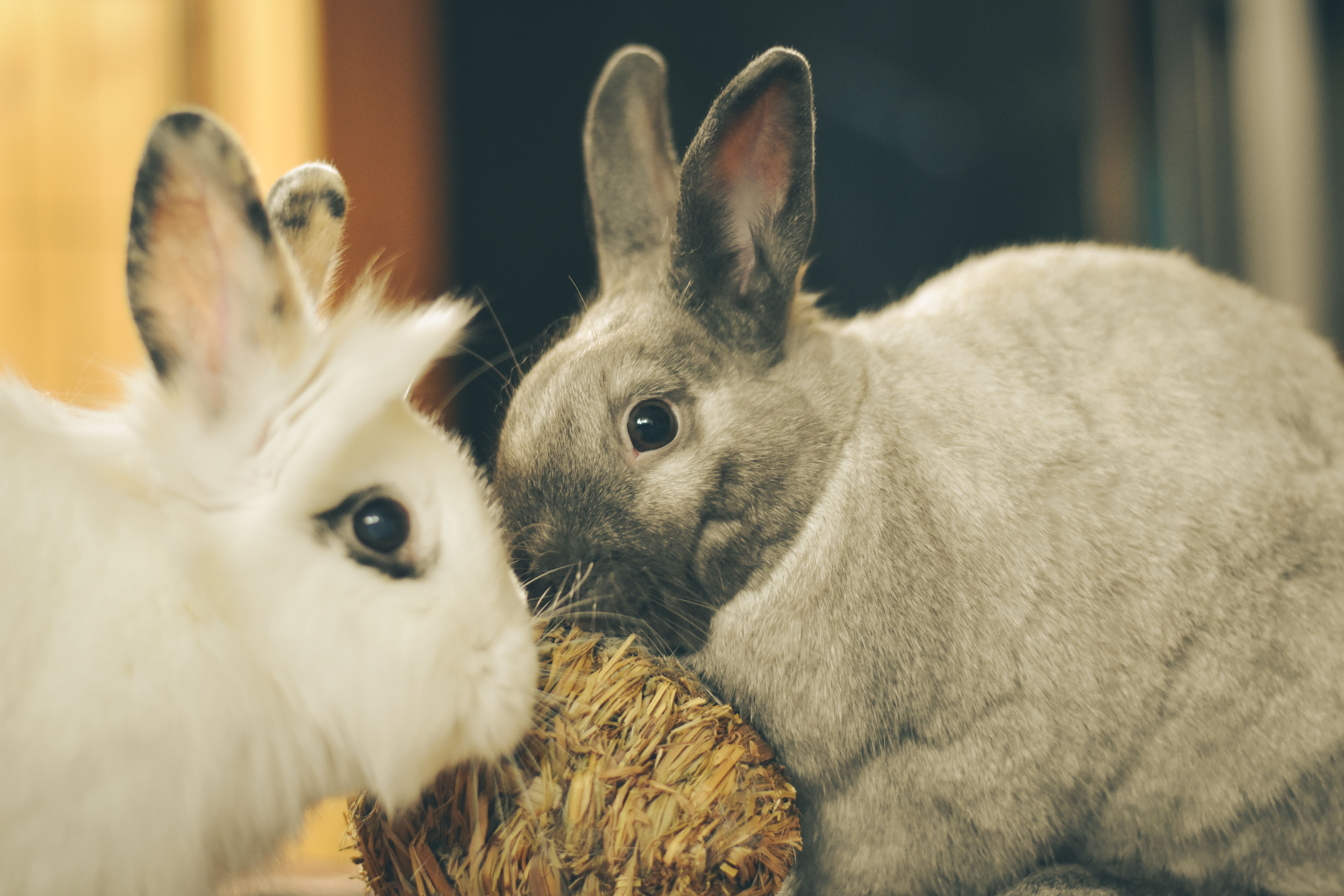 Veterinary care for a rabbit