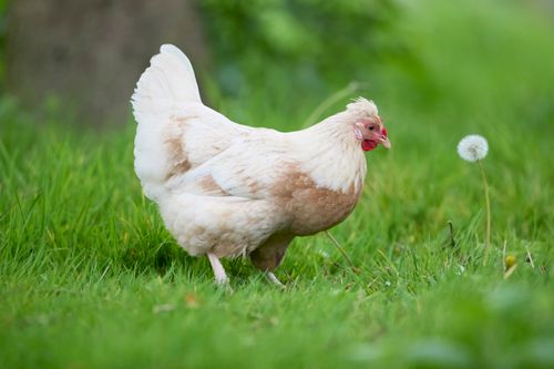 Free A white hen walking in vibrant green grass next to a dandelion on a sunny summer day. Stock Photo