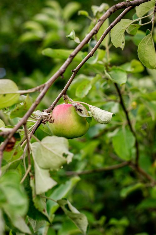 Free Vibrant close-up of a ripening apple hanging from a tree branch surrounded by green leaves. Stock Photo