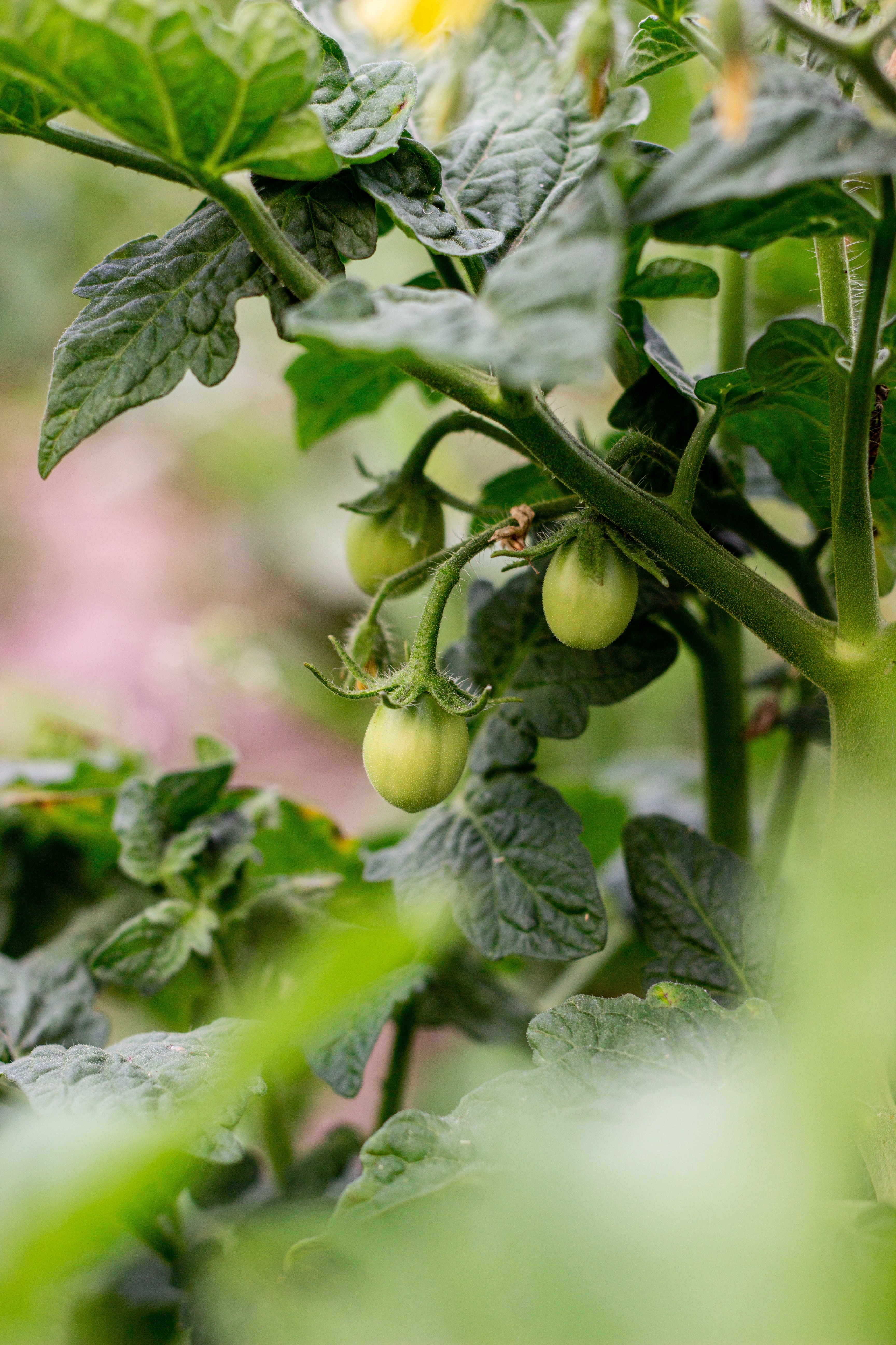 Plantes compagnes pour tomates et basilic 