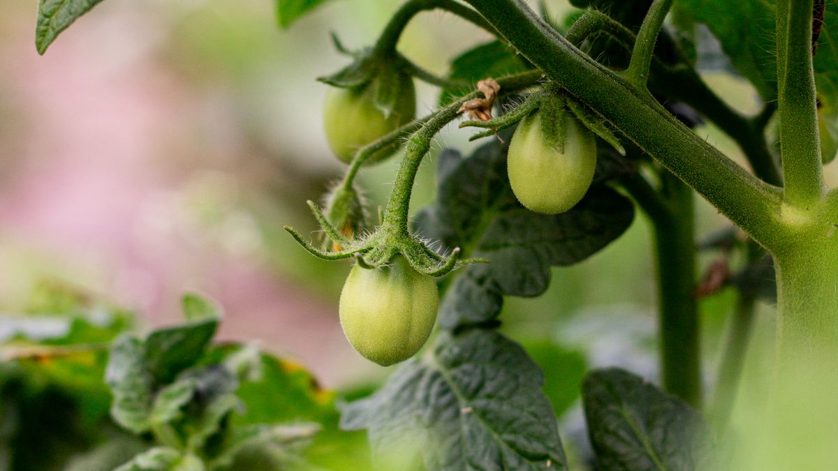 Plantes compagnes pour tomates et basilic