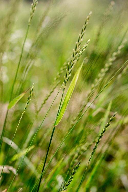 Free A serene close-up of green grass blades basking in sunlight, conveying tranquility and natural beauty. Stock Photo