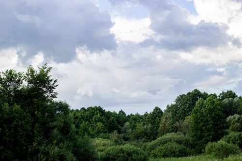 Free Vibrant green forest landscape with dramatic cloudy sky, showcasing nature's beauty. Stock Photo