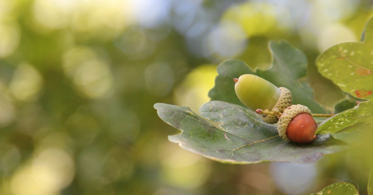 Detailed view of an oak leaf with acorn against a blurred summer background.