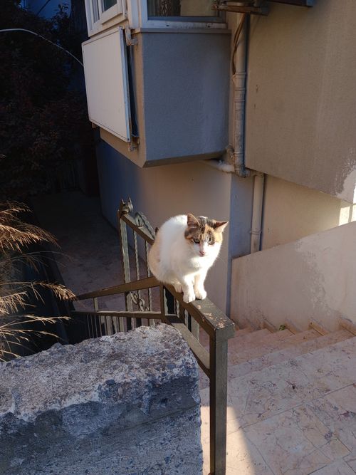 Free A cat skillfully balances on a railing in a sunlit urban setting, capturing tranquility. Stock Photo