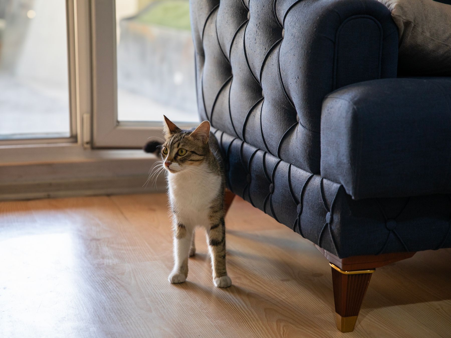 Avening — professional movers carrying furniture on a house move