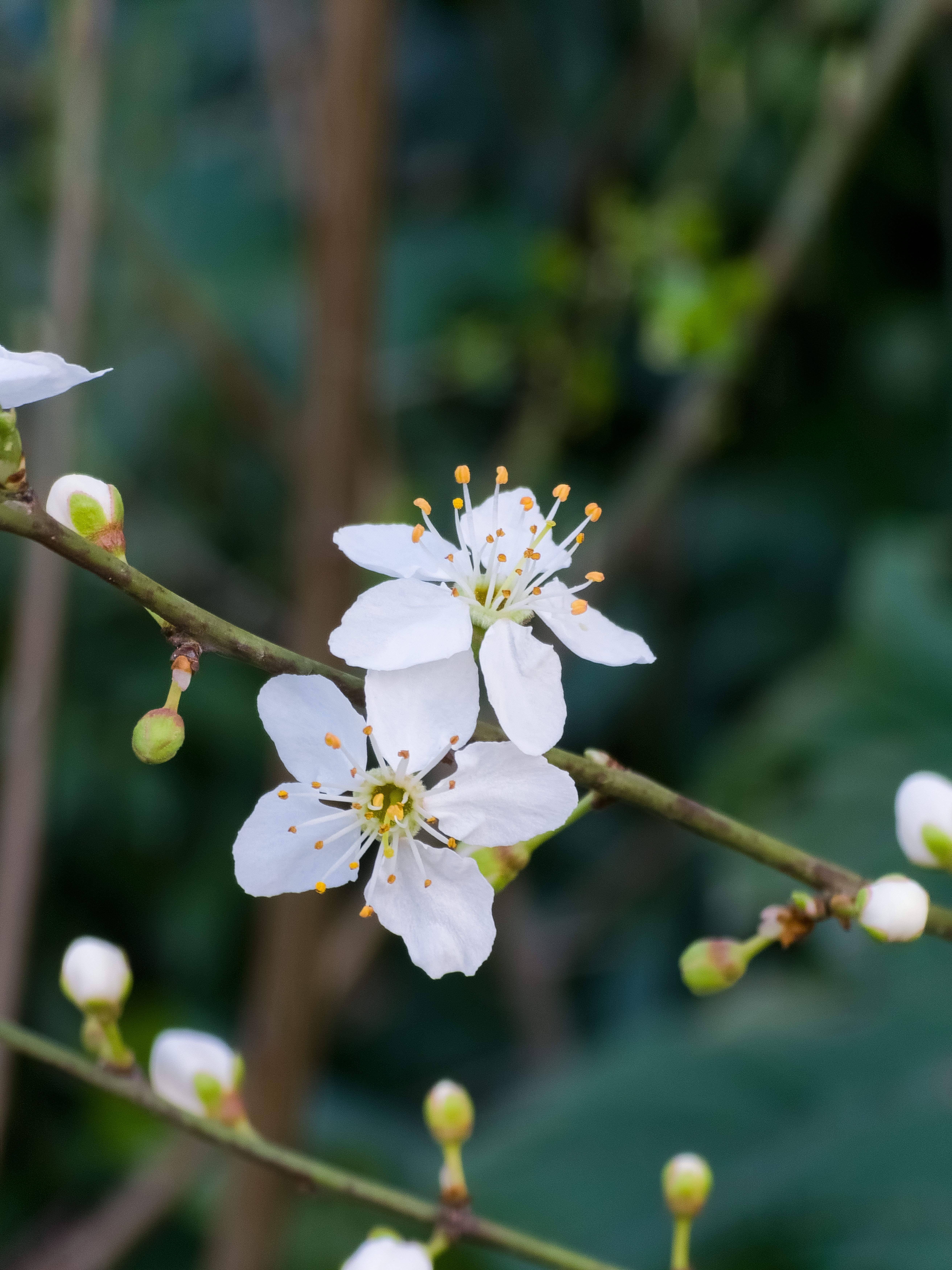 [ColoSach]-detailed-close-up-of-white-blossoms-on-a-branch-against-a-green-backdrop.