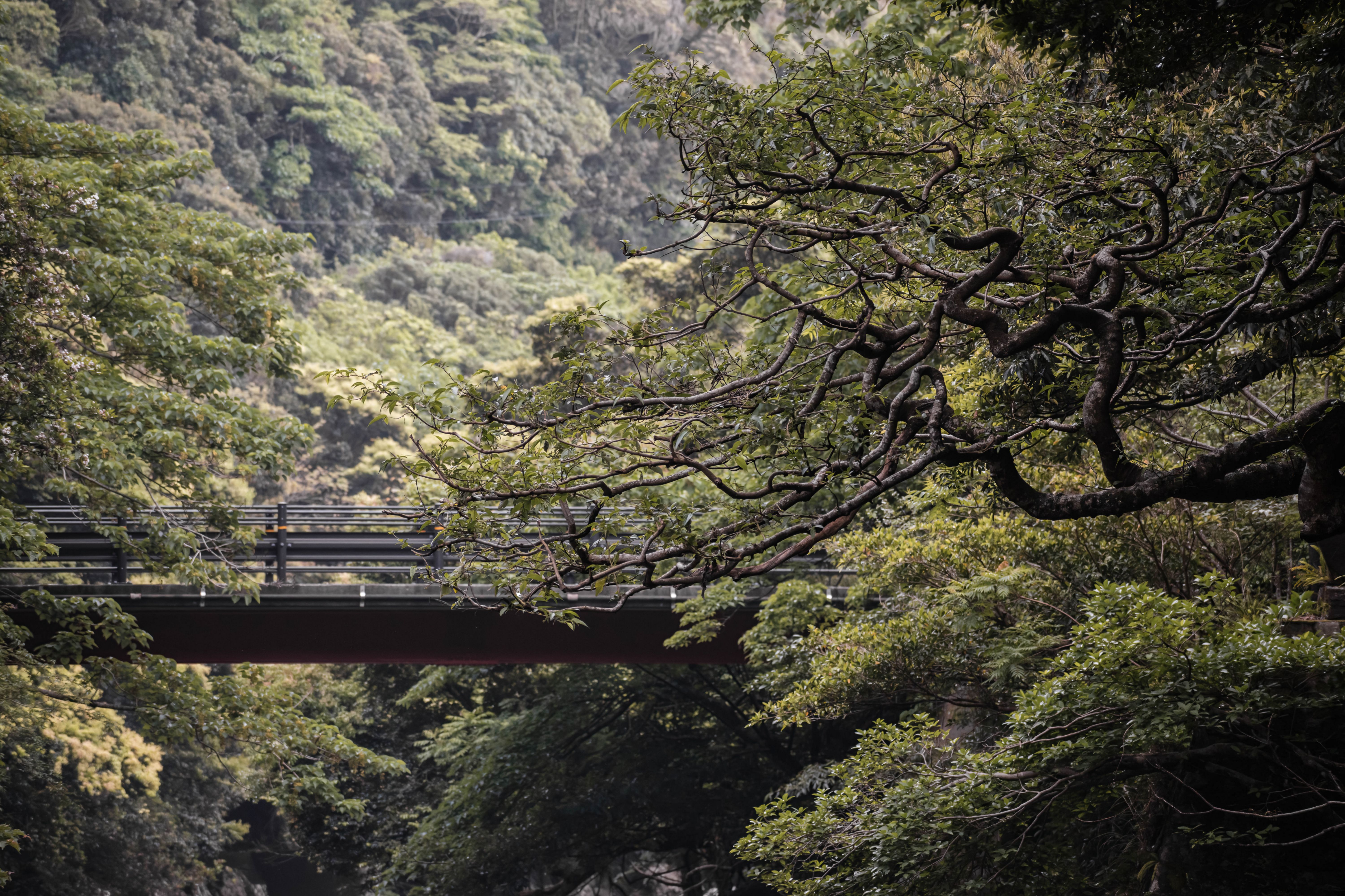 Yakushima