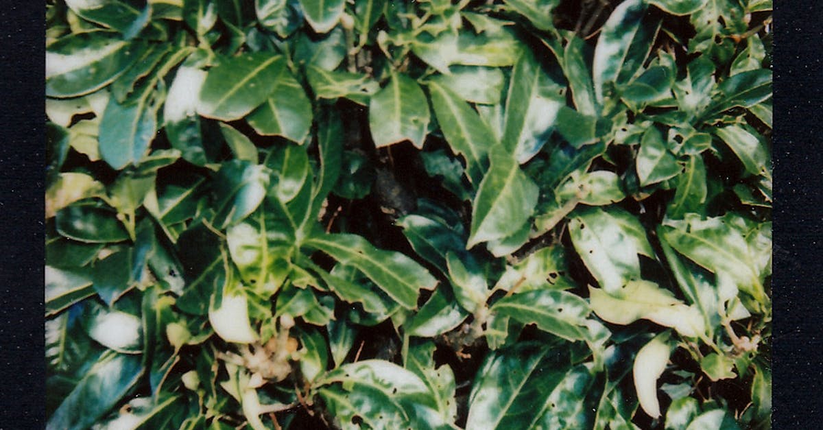 How to start an ivy plant