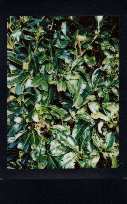 Vibrant green leaves and ivy create a lush, natural backdrop ideal for decorative use.