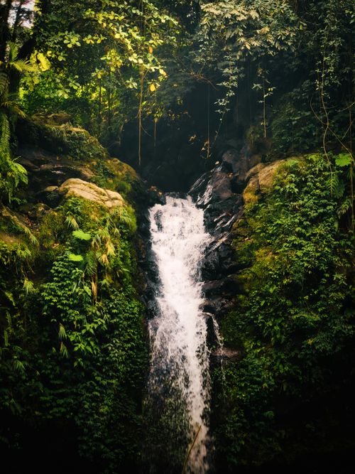 Free A peaceful waterfall cascading in a tropical jungle, surrounded by vibrant green foliage. Stock Photo
