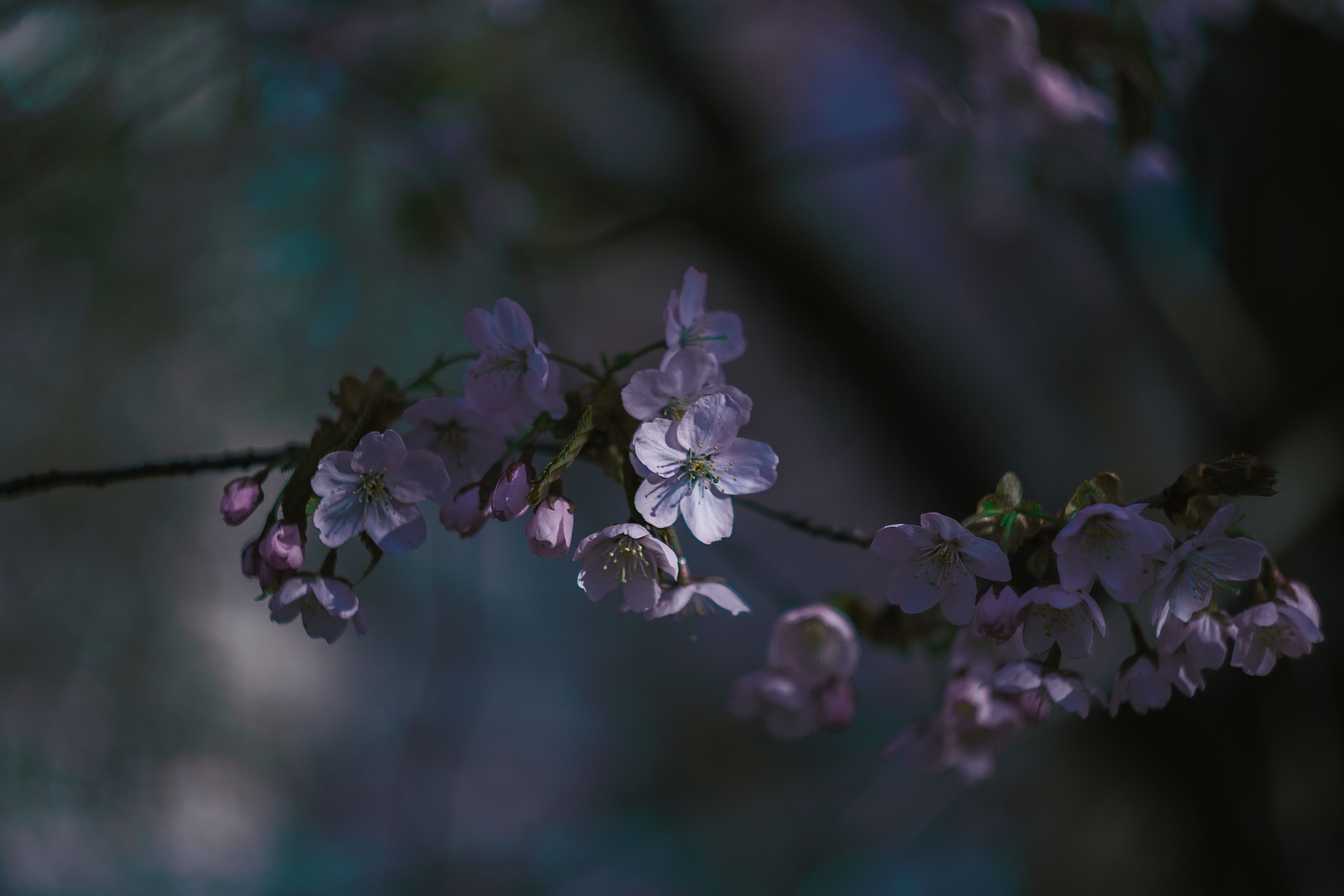 [ColoSach]-delicate-cherry-blossoms-captured-in-soft-evening-light-in-minsk's-serene-ambiance.