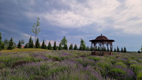 Free A tranquil lavender field with a rustic gazebo under a cloudy sky. Stock Photo