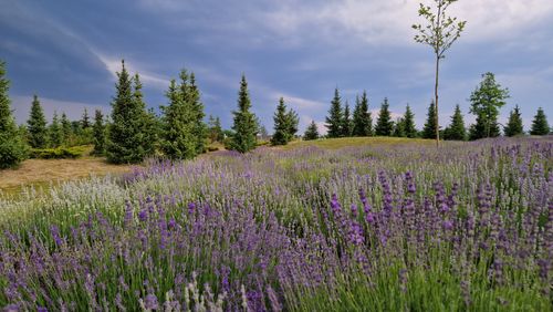 Free A beautiful lavender field with lush pine trees against a dramatic sky, capturing the essence of nature and tranquility. Stock Photo