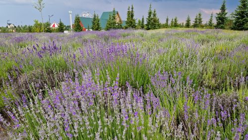 Free A vibrant lavender field in full bloom with a rustic cabin, under a partly cloudy sky. Stock Photo