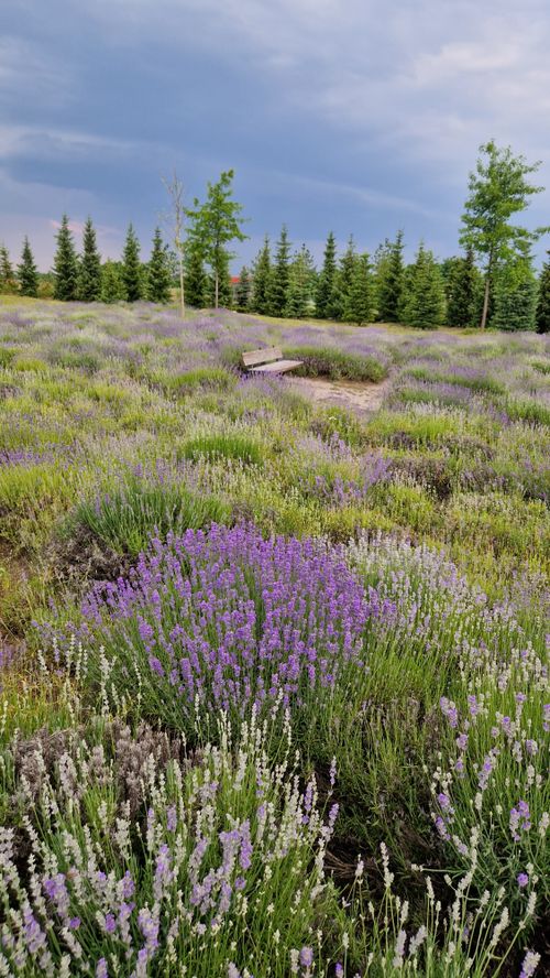 Free A lush lavender field with a scenic bench under a cloudy sky, perfect for relaxation. Stock Photo