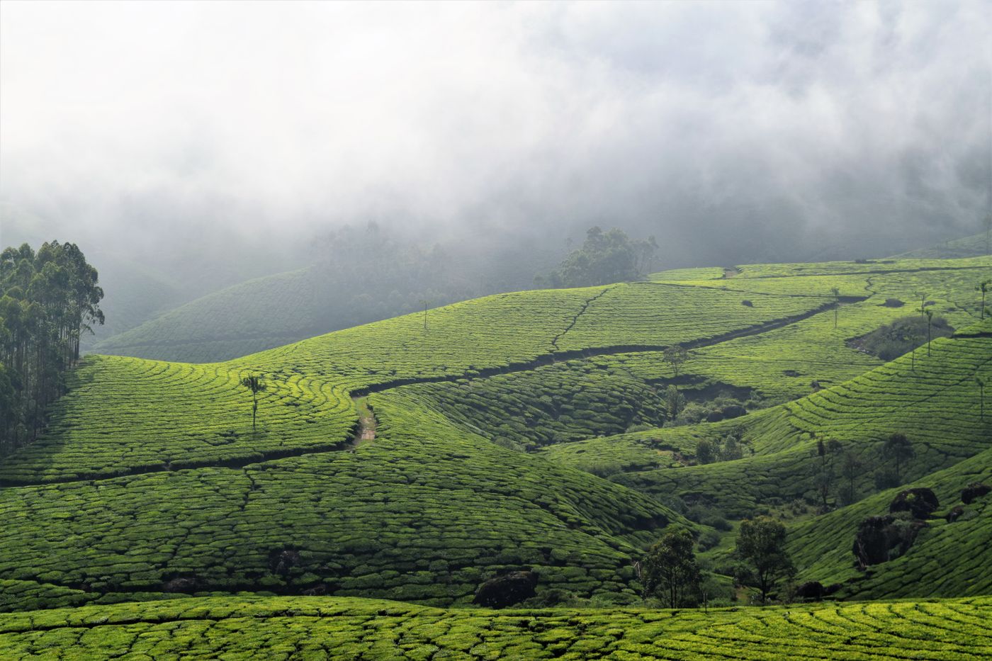 Tea slopes running into cloud on a plantation hillside — representative image