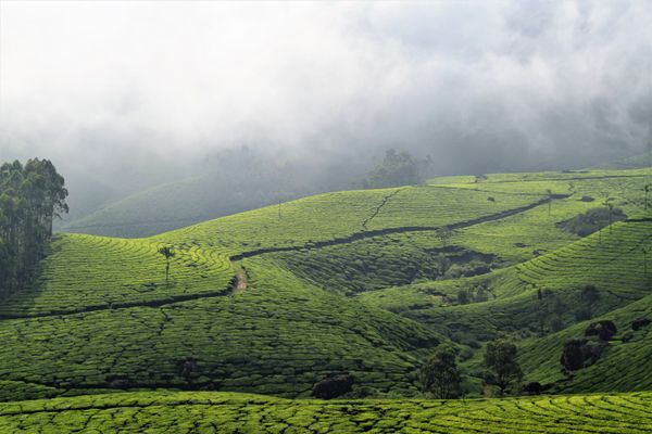 City Highlights Tour in Munnar