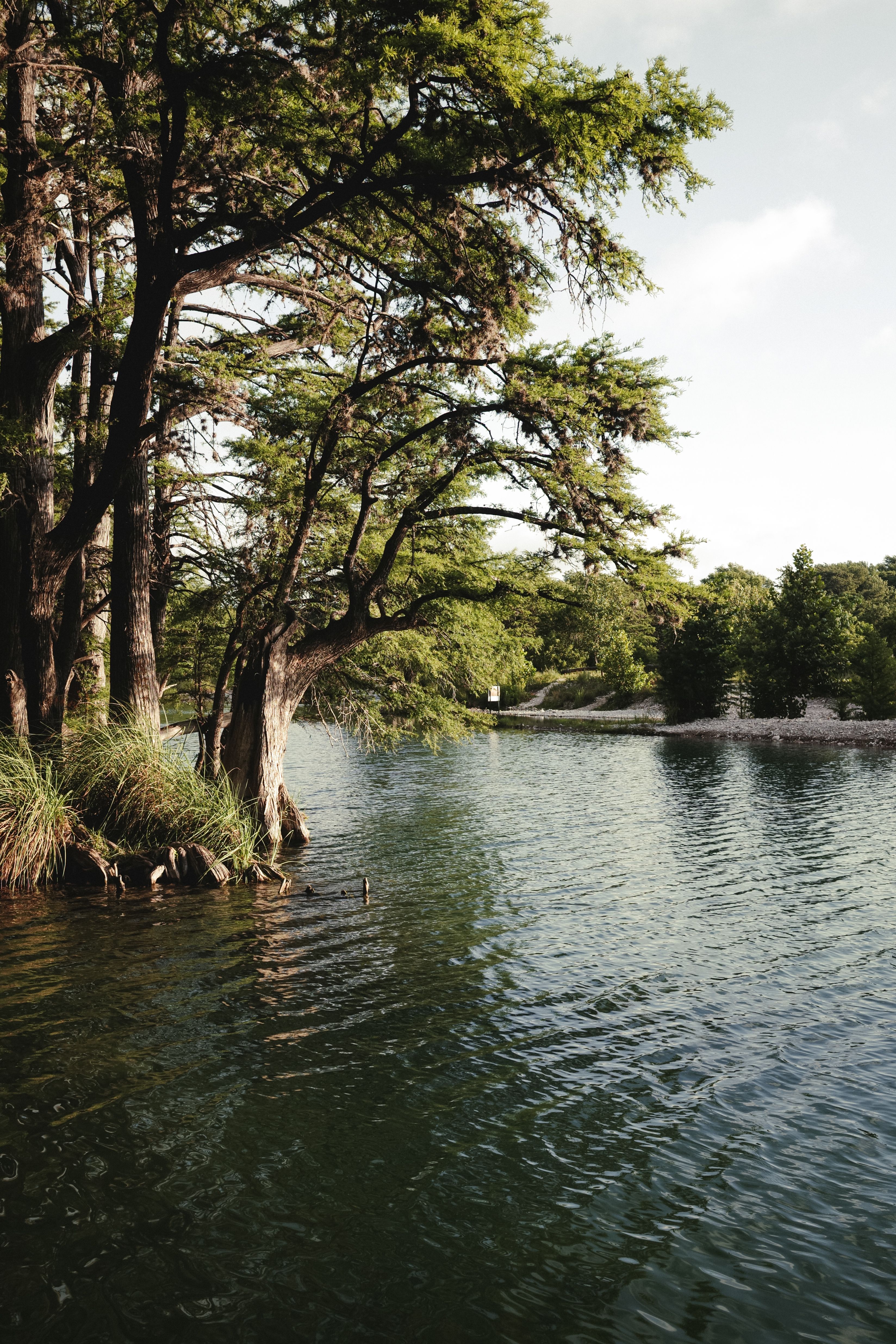 Cypress trees along the limestone-fed rivers of Central Texas