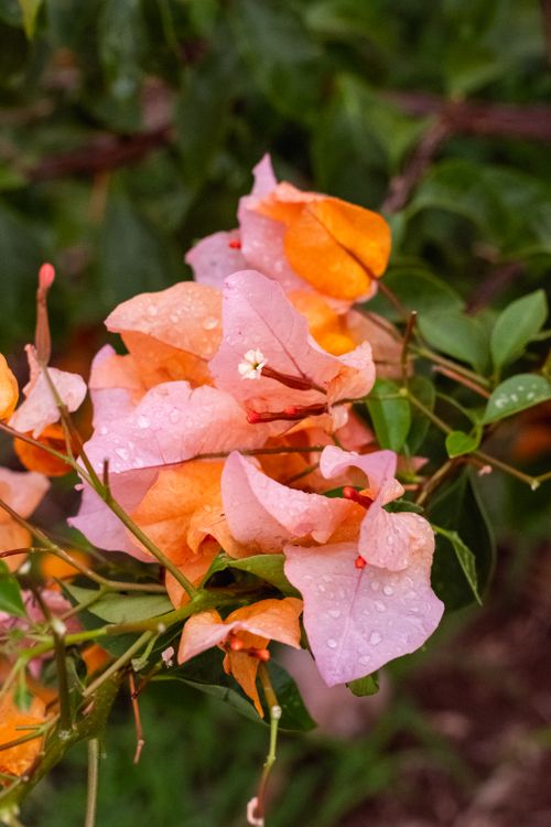 Free Colorful bougainvillea with water droplets captured in Aguascalientes, Mexico. Stock Photo
