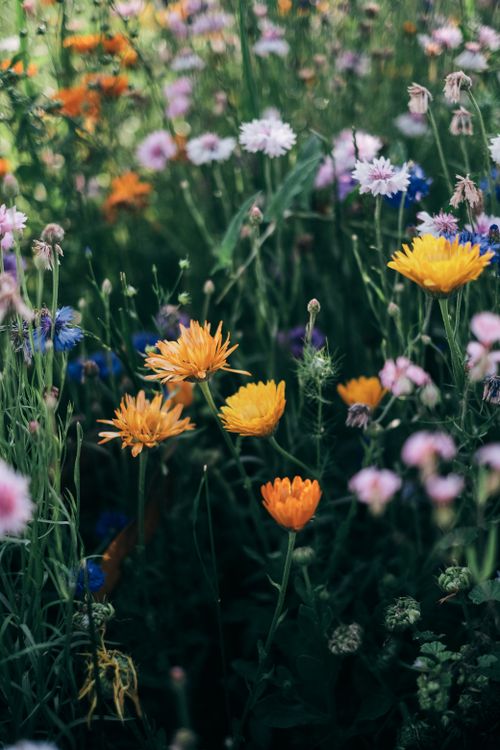 Free Colorful wildflower meadow in Dushanbe showcasing diverse blooms and rich greenery. Stock Photo