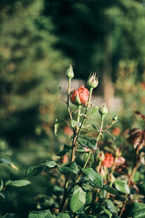 Free A budding rose in a sunlit garden creating a serene and natural atmosphere. Stock Photo
