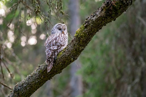 White and Brown Owl Perched on a Tree Branch