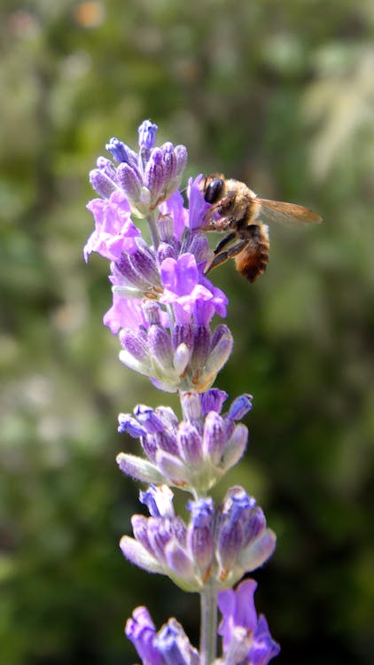 Insilico Medicine的Science MMAI Gym如何重塑2026年AI藥物開發:從LLM到兆美元醫藥革命 Insilico Medicine的Science MMAI Gym如何重塑2026年AI藥物開發:從LLM到兆美元醫藥革命