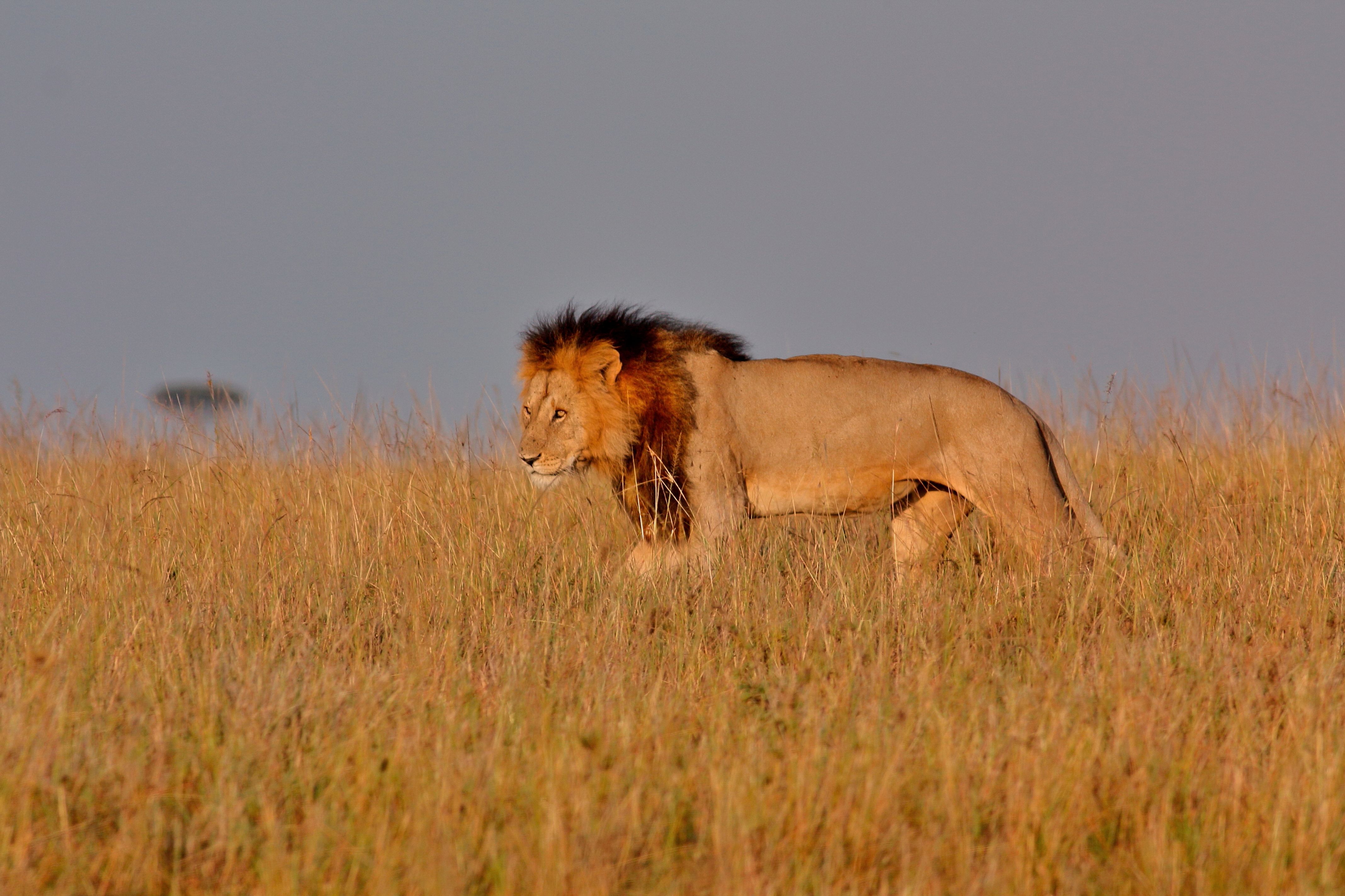 A Perfect Masai Mara and Diani Beach Itinerary