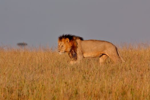 Masai Mara private game drives — Kenya Safari