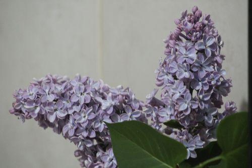Free stock photo of lilac, lilac blossoms, lilas Stock Photo