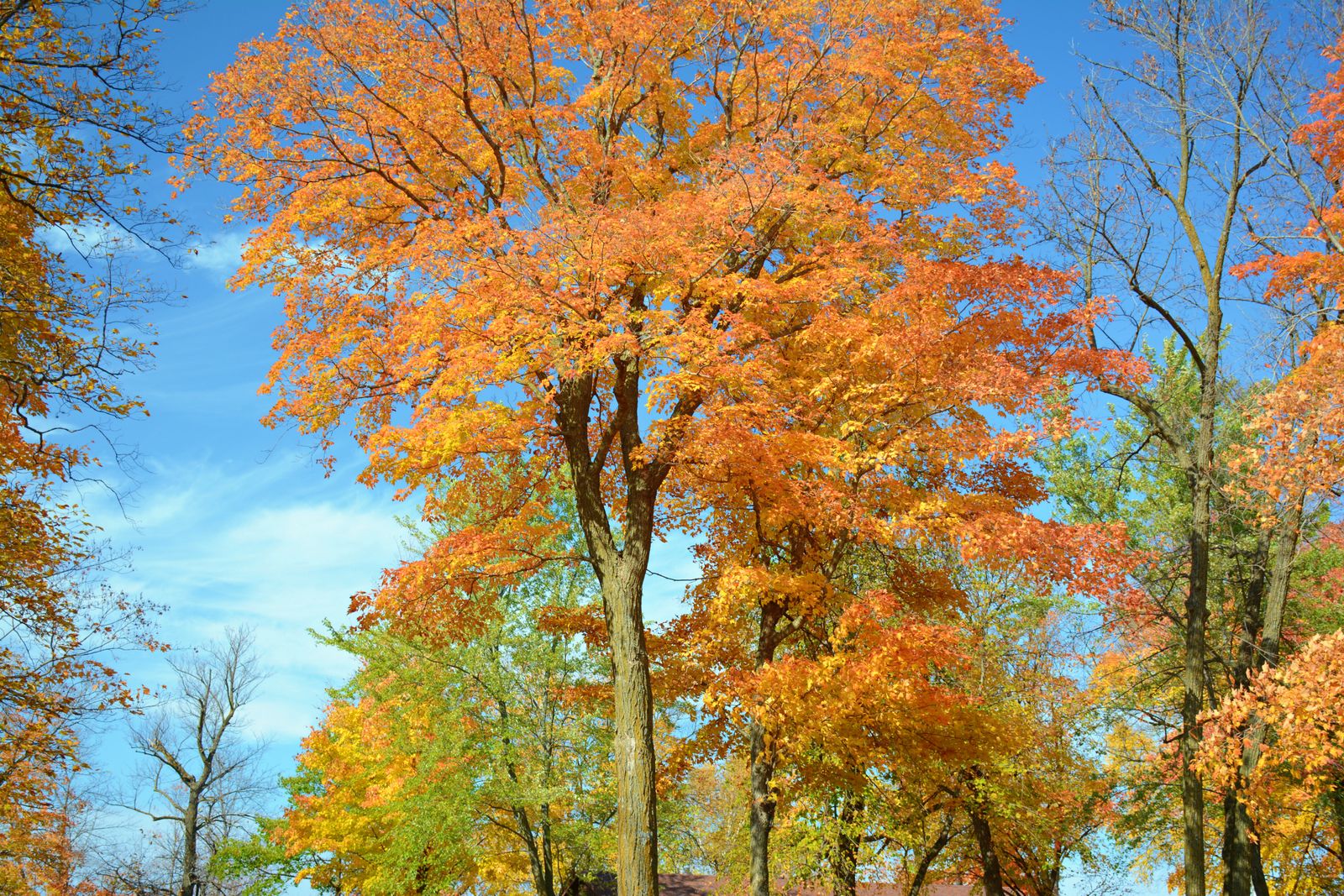 Autumn maples in a Minnesota park, the lake-and-woods setting that defines Shoreview summers