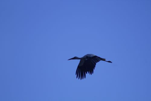 Free stock photo of bird flying, ciconia, ciconia ciconia Stock Photo