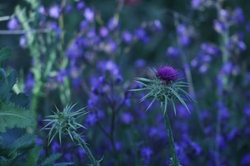 Free stock photo of borriquero morado, cardo, cotton thistle Stock Photo