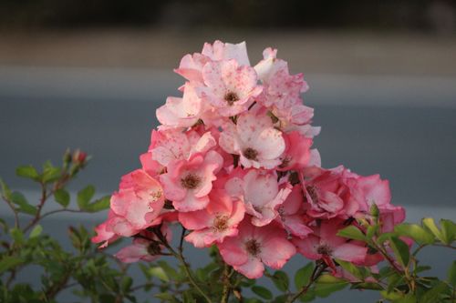 Free stock photo of aesthetic flowers, april flowers, flores rosas Stock Photo