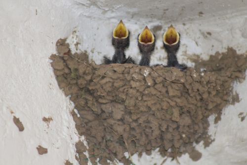 Free stock photo of baby birds, barn swallow, bird nest Stock Photo