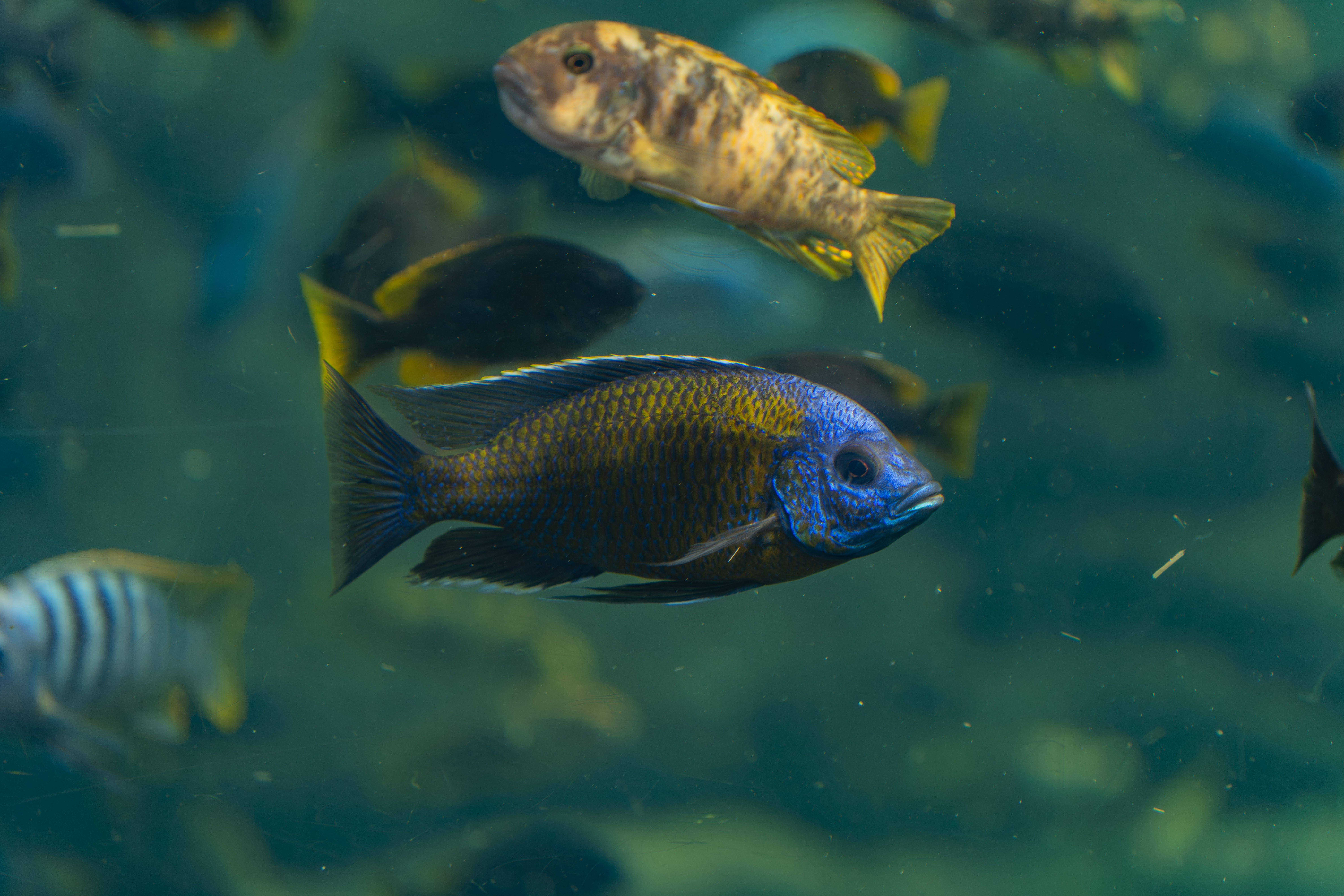 Modernes Aquarium Setup