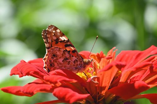 Free A beautiful butterfly perched on a vivid red zinnia flower, showcasing nature's elegance and color. Stock Photo