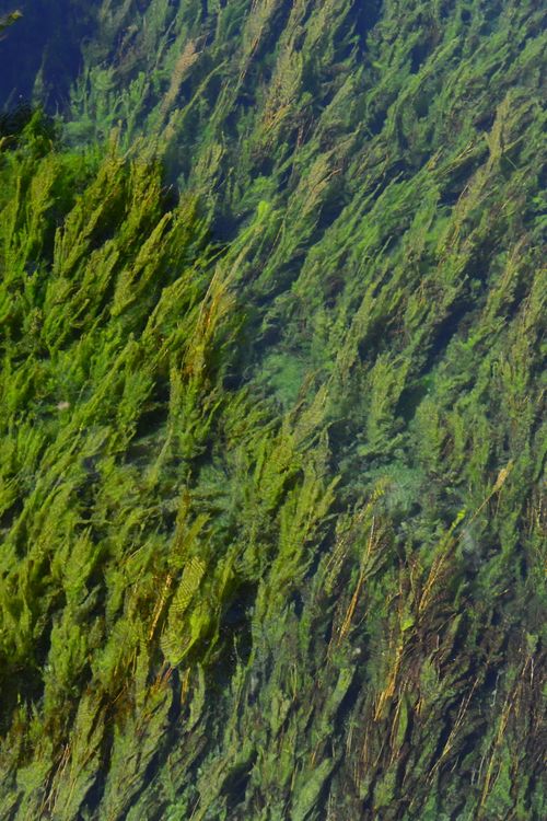 Free Vibrant green aquatic plants seen under clear water, creating a natural tapestry. Stock Photo