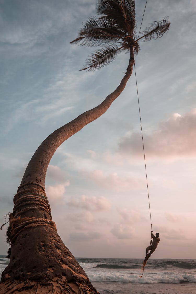 A Man Swinging From A Coconut Tree