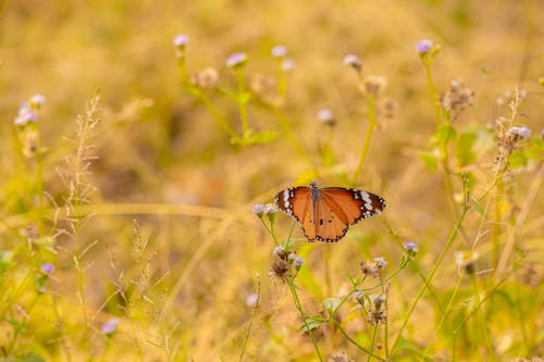 Kostenlos Brauner Und Schwarzer Schmetterling Auf Gelber Blume Stock-Foto
