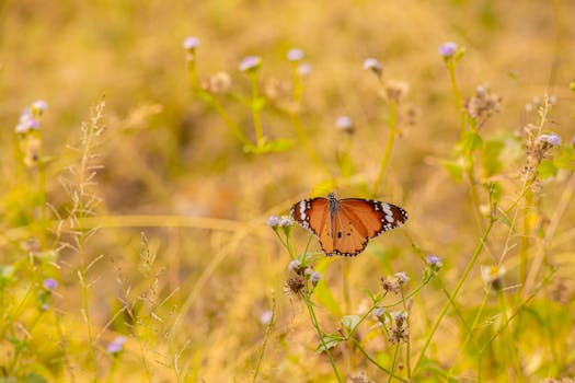 一只普通的虎蝶栖息在阳光明媚的田野中的野花上
