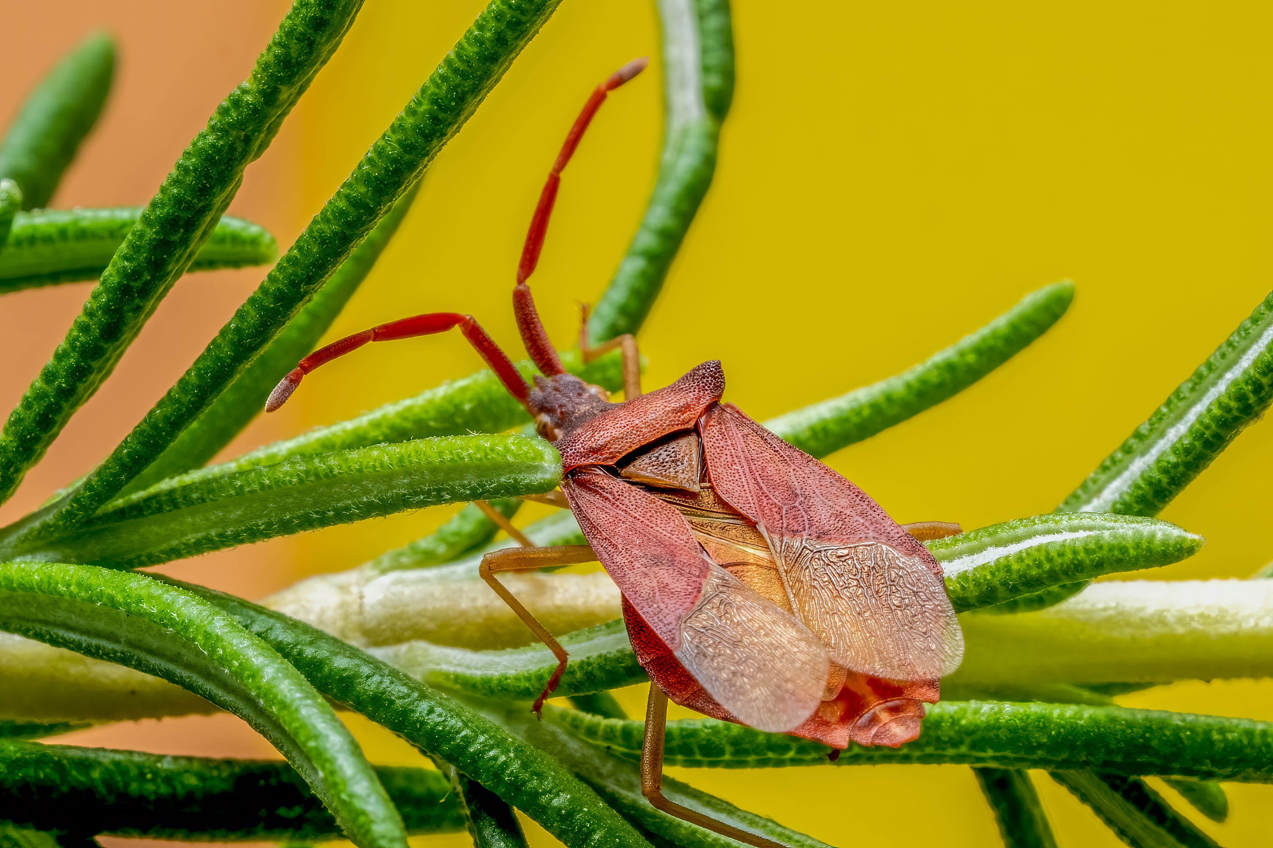 Detailed macro photograph of a leaf-footed bug with translucent wings resting on a rosemary branch.