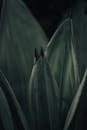 黑色艺术特写展现龙舌兰叶的纹理