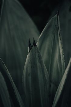 黑色艺术特写展现龙舌兰叶的纹理