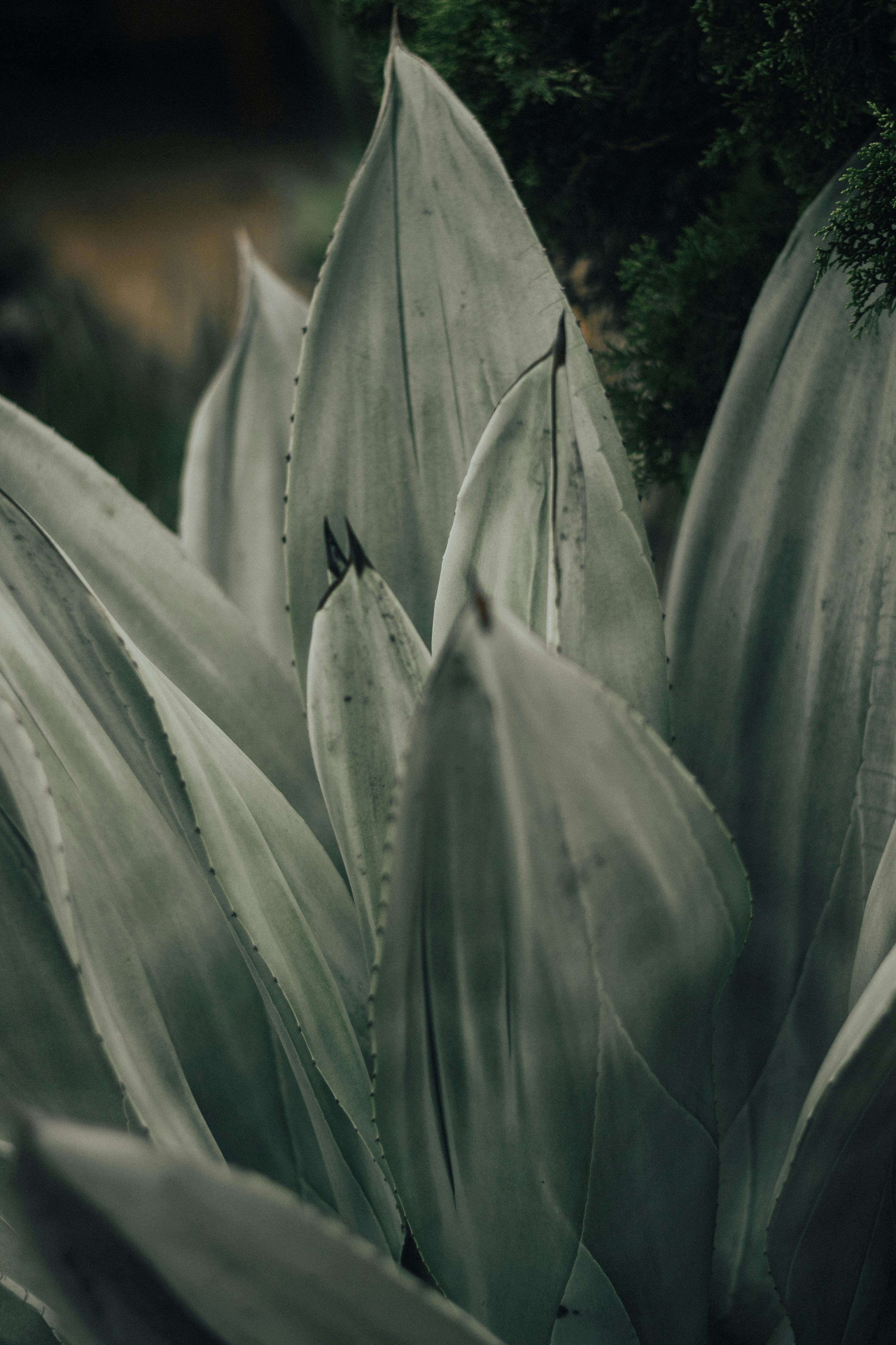 绿色龙舌兰叶片的特写细节，清晰展现了这种多肉植物的纹理与形状