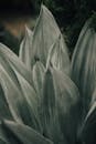 绿色龙舌兰叶片的特写细节，清晰展现了这种多肉植物的纹理与形状