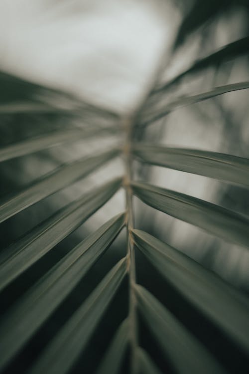 Green Leaf In Close Up Photography