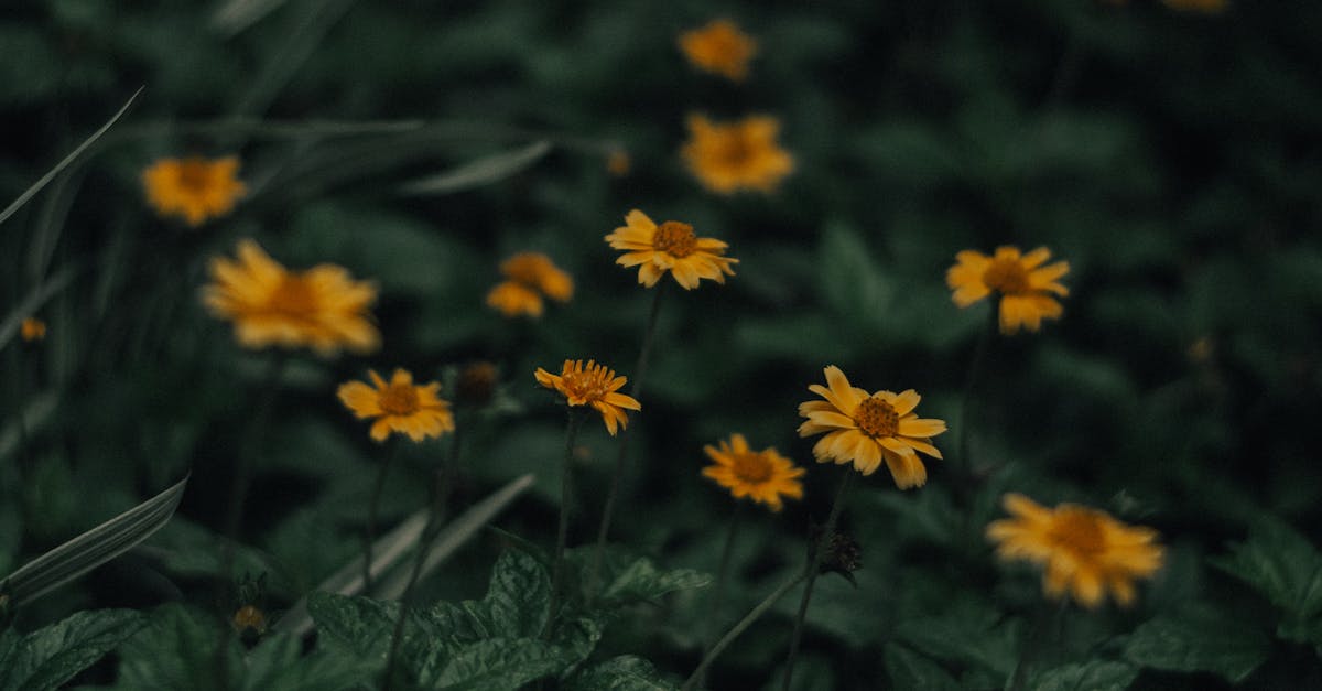 Yellow Flowers In Tilt Shift Lens · Free Stock Photo