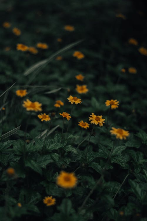 Yellow Flowers In Tilt Shift Lens